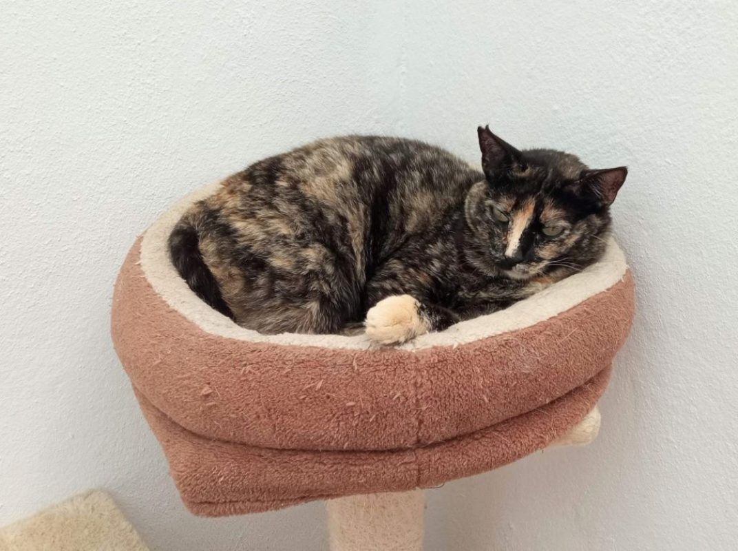Flechita - Chat à adopter - photo 4
