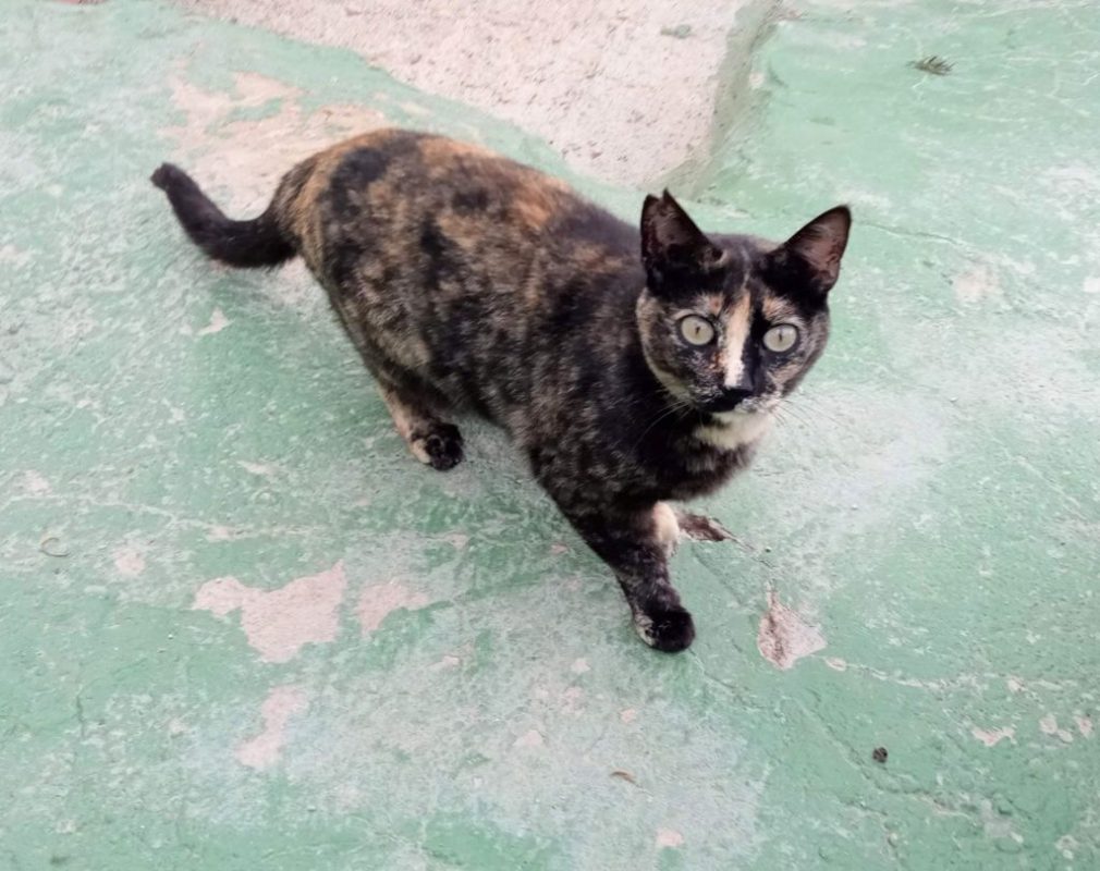 Flechita - Chat à adopter