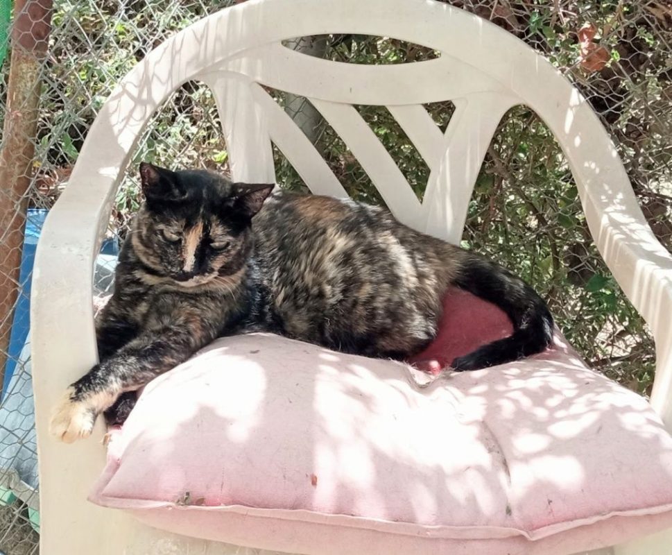 Flechita - Chat à adopter - photo 5
