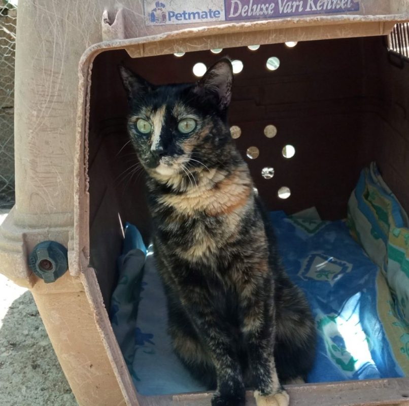 Flechita - Chat à adopter - photo 3