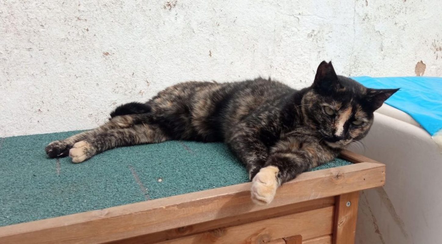 Flechita - Chat à adopter - photo 2