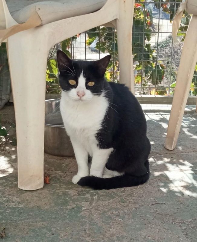 Milka - Chat à adopter