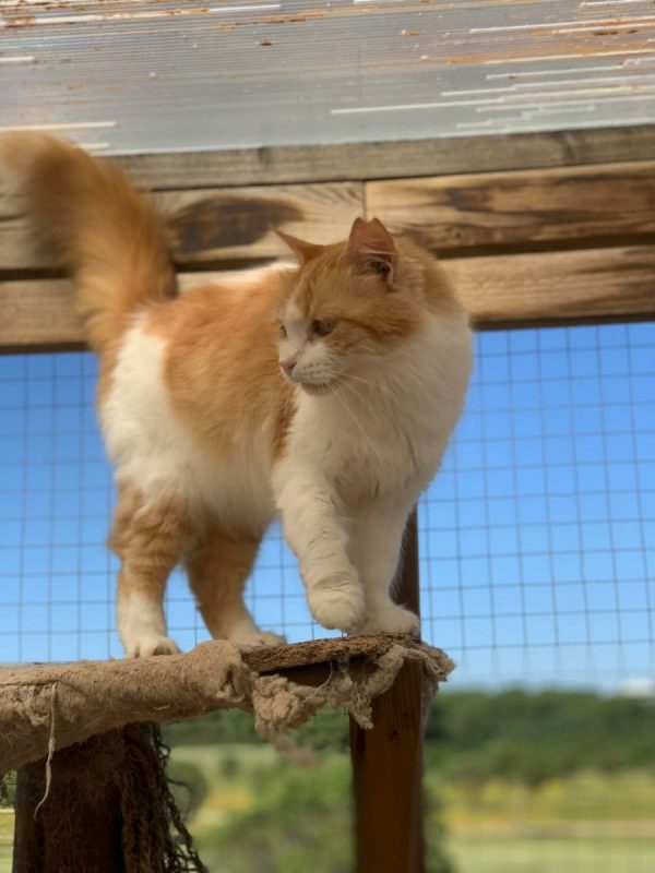 Perla (rousse et blanche) - Chat à adopter - photo 8
