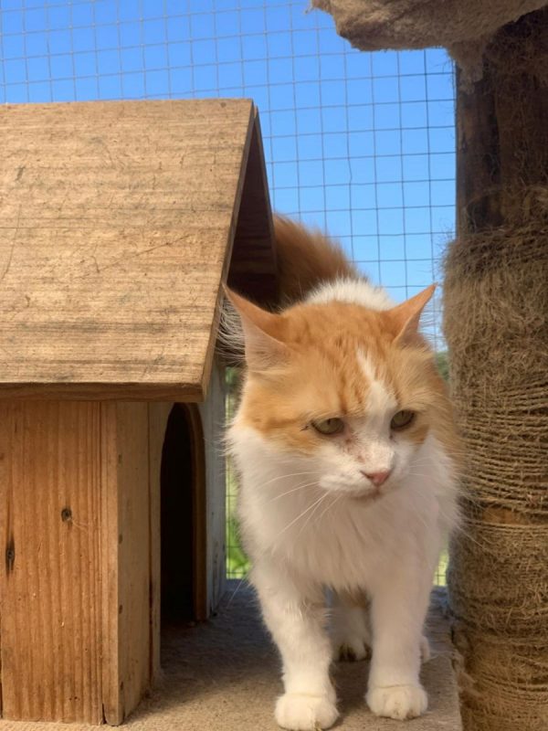 Perla (rousse et blanche) - Chat à adopter - photo 6