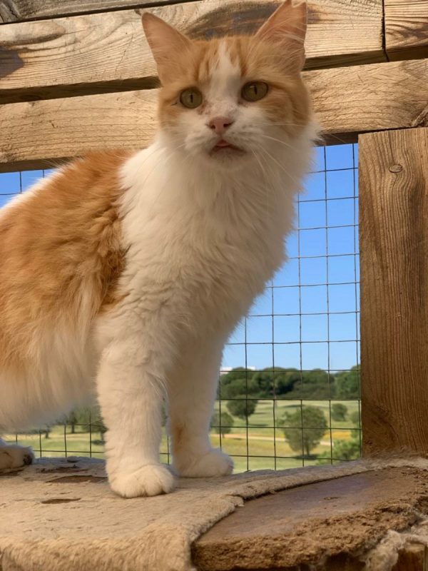 Perla (rousse et blanche) - Chat à adopter - photo 10