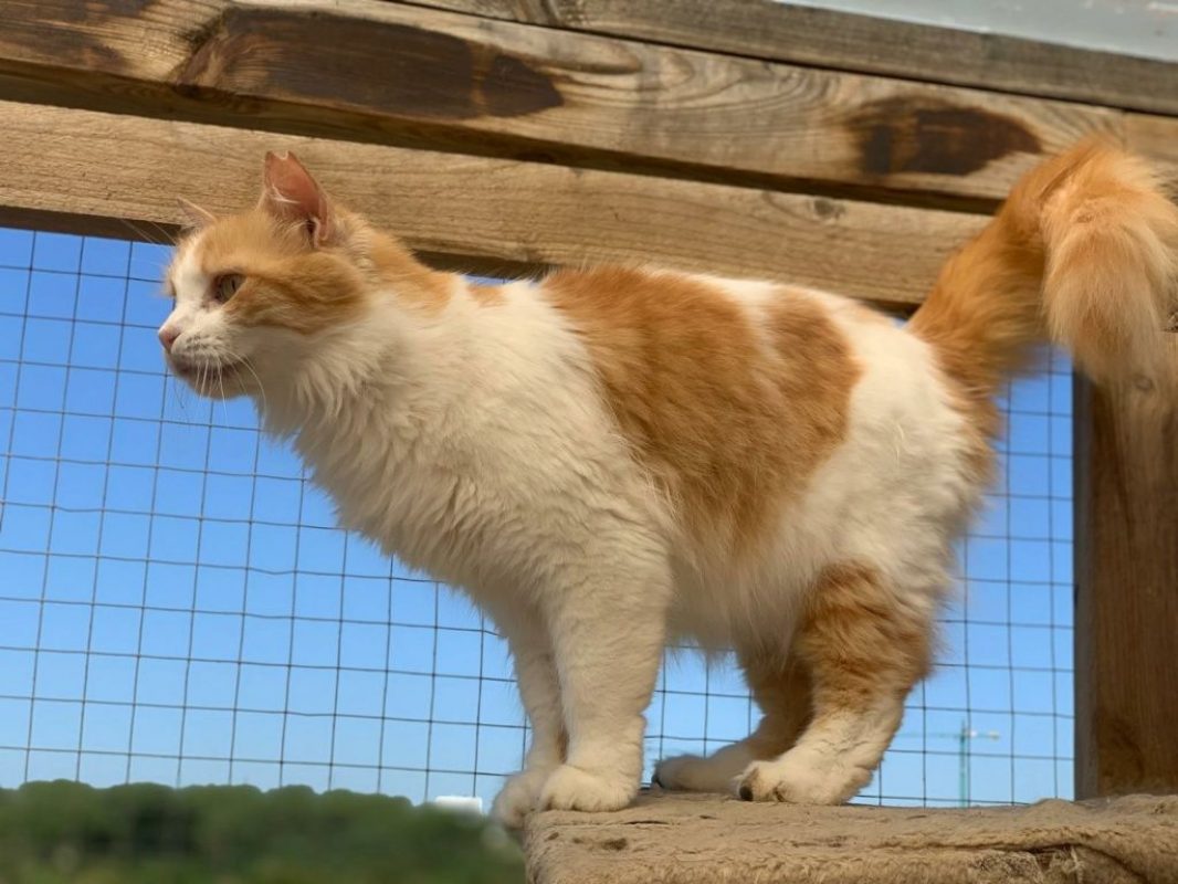 Perla (rousse et blanche) - Chat à adopter - photo 9