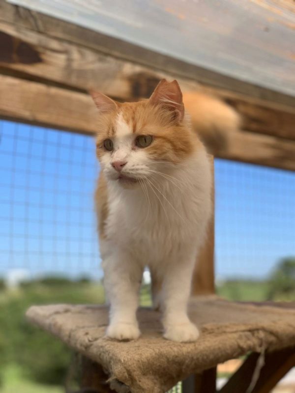 Perla (rousse et blanche) - Chat à adopter - photo 5