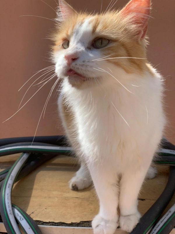 Perla (rousse et blanche) - Chat à adopter - photo 3