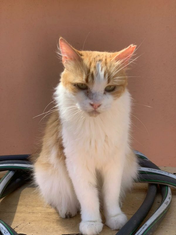 Perla (rousse et blanche) - Chat à adopter