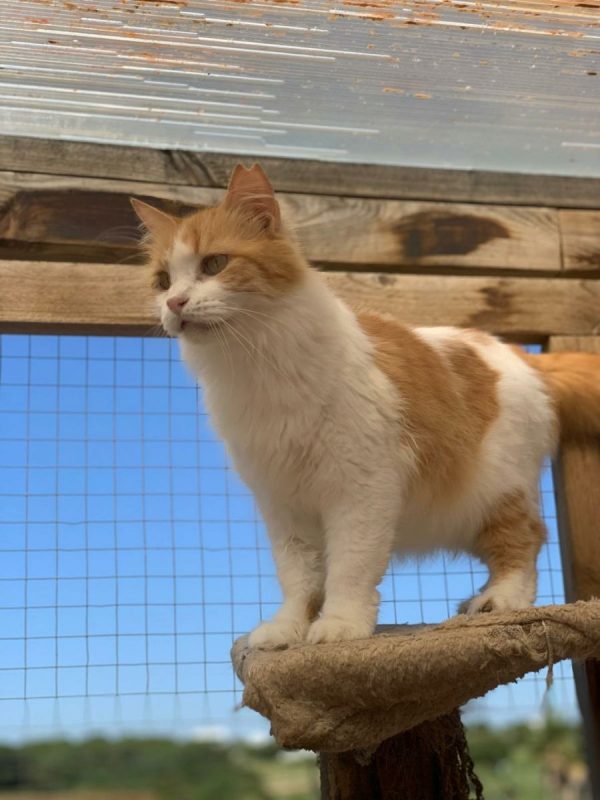 Perla (rousse et blanche) - Chat à adopter - photo 7