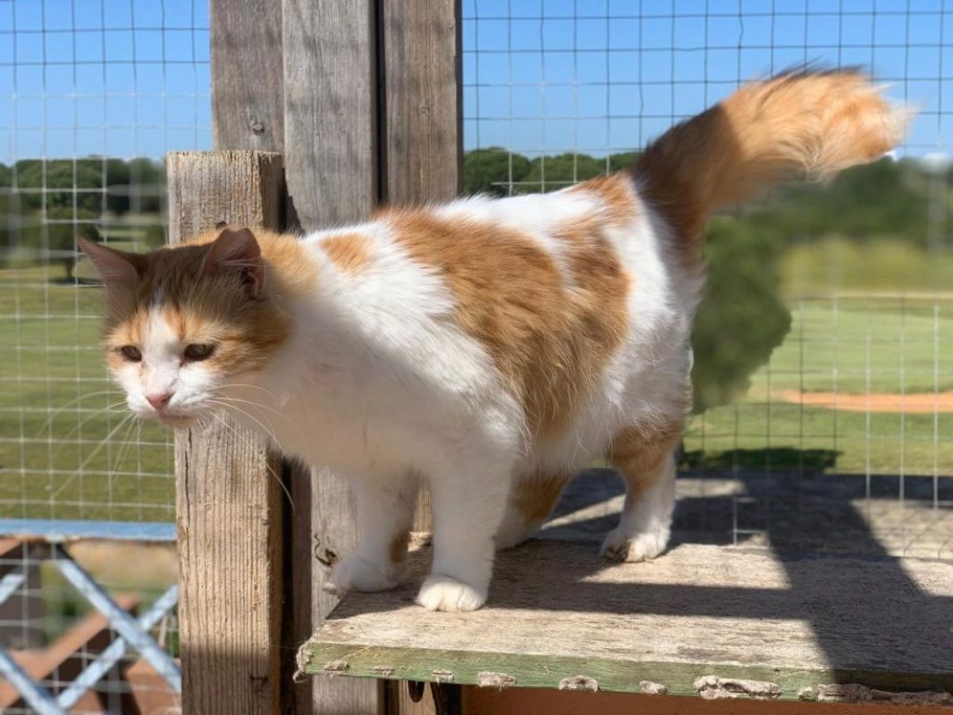 Perla (rousse et blanche) - Chat à adopter - photo 4