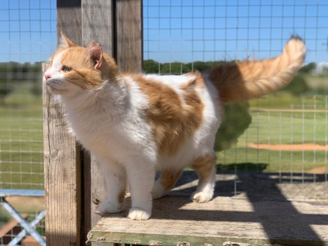 Perla (rousse et blanche) - Chat à adopter - photo 2