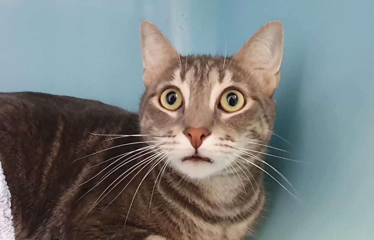 Mio - Chat Européen à adopter
