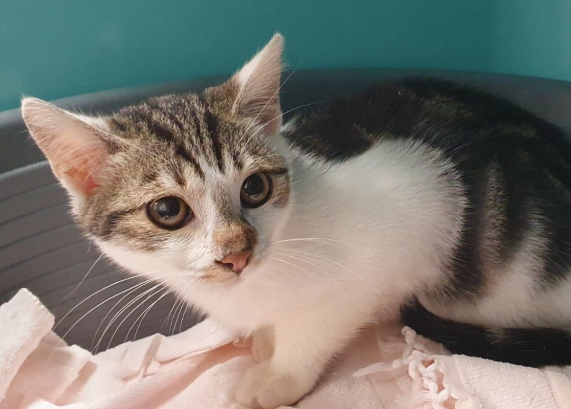Sofia - Chat Européen à adopter