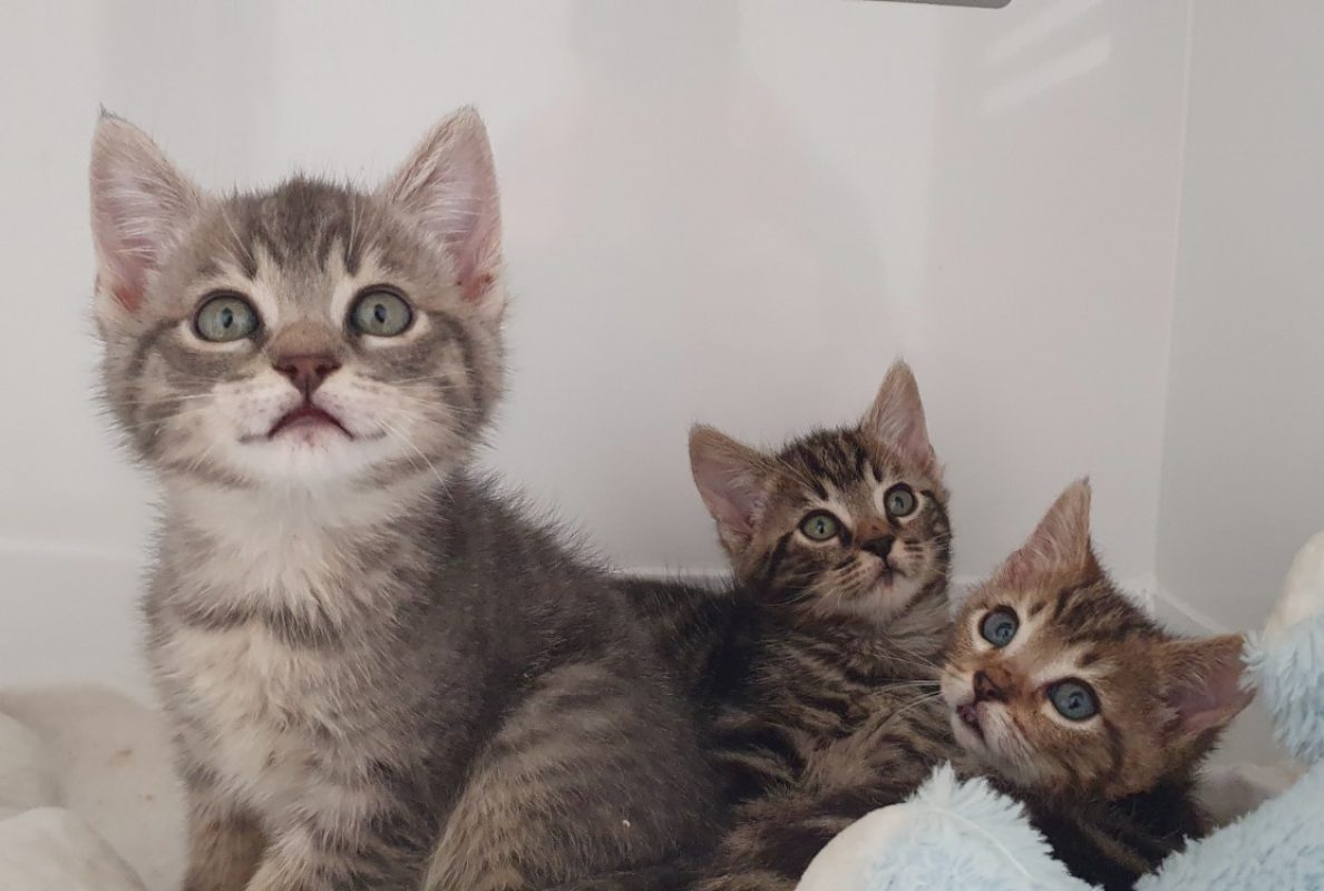 Red - Chat Européen à adopter
