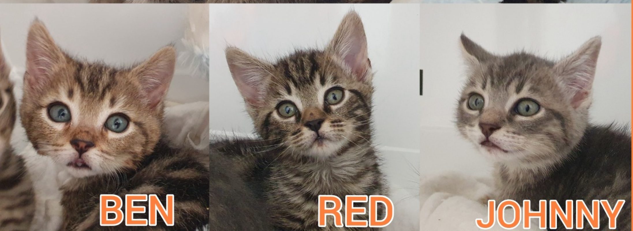 Johnny - Chat Européen à adopter - photo 2