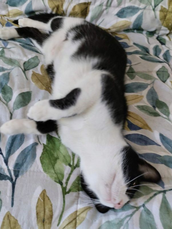 Pasa - Chat à adopter - photo 5