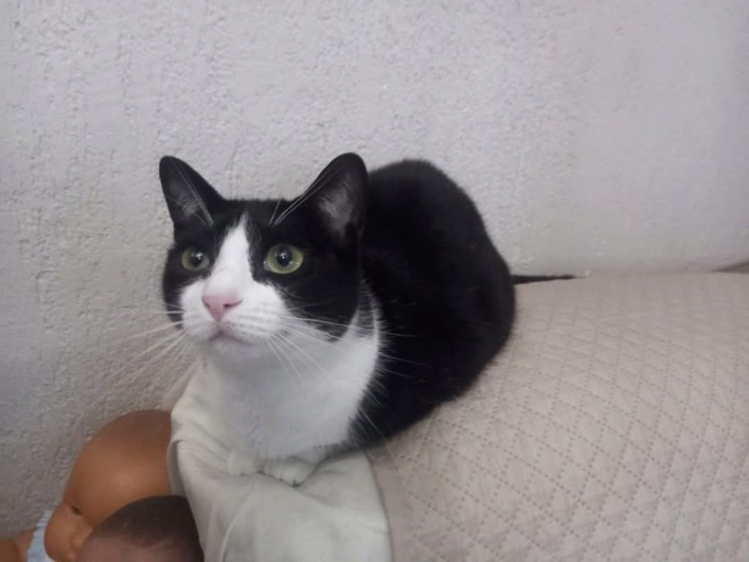 Pasa - Chat à adopter