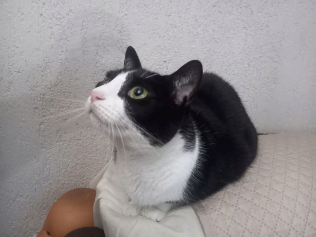 Pasa - Chat à adopter - photo 2
