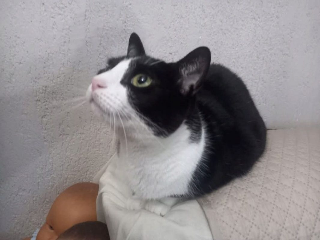 Pasa - Chat à adopter - photo 3