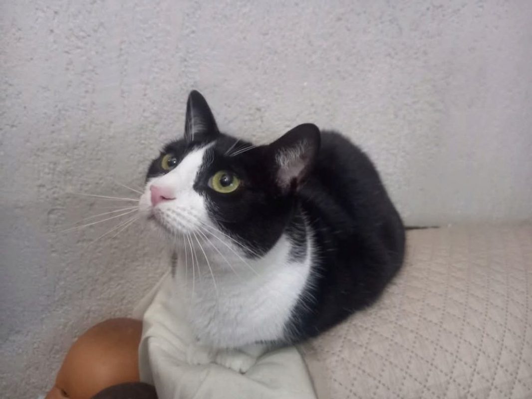 Pasa - Chat à adopter - photo 4