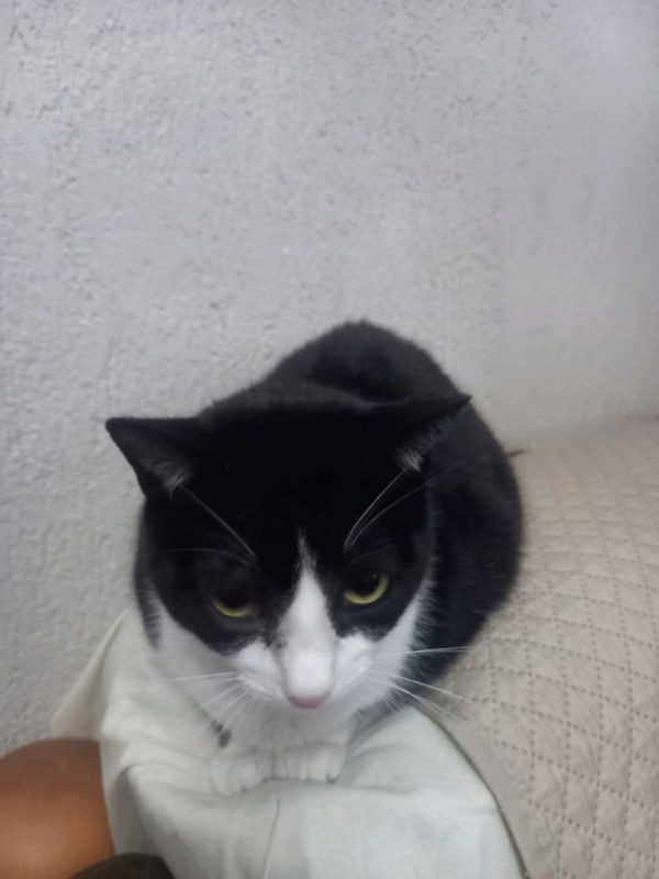 Pasa - Chat à adopter - photo 7