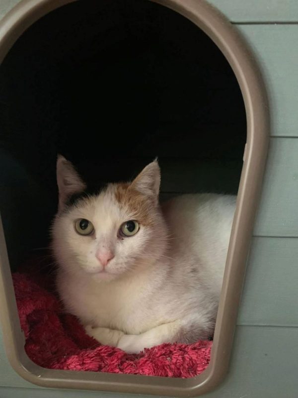 Gloria - Chat à adopter