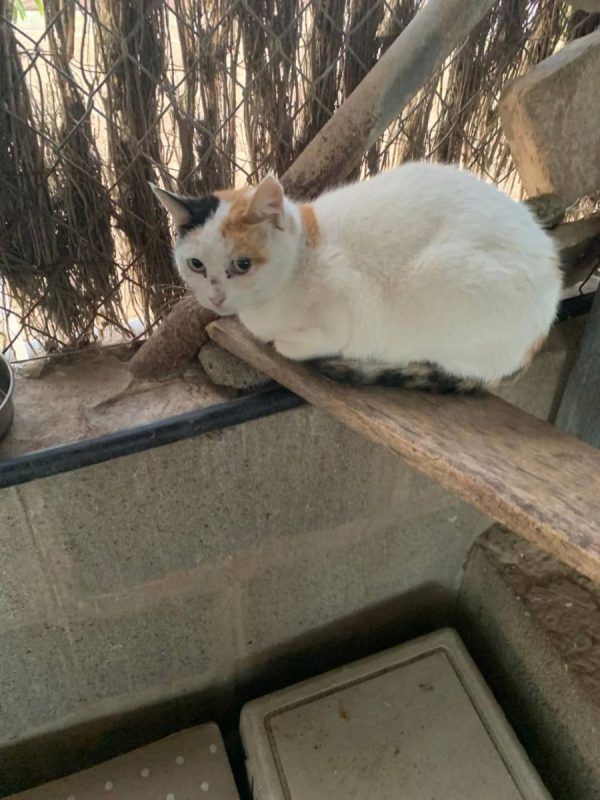 Gloria - Chat à adopter - photo 4