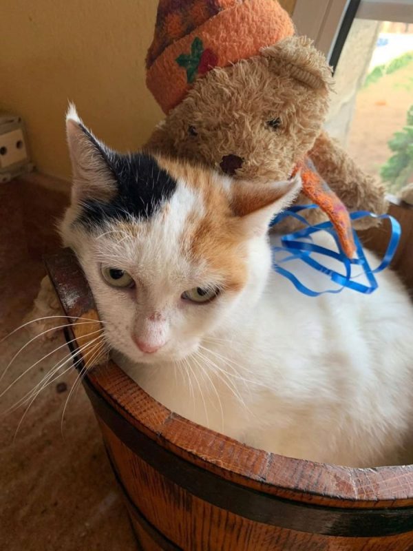 Gloria - Chat à adopter - photo 2