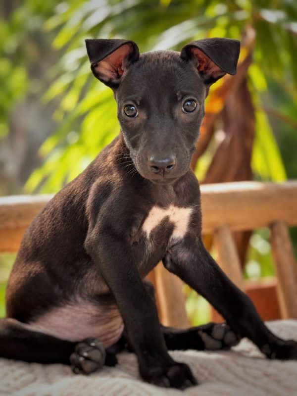 ARYA - Chien à adopter - photo 3