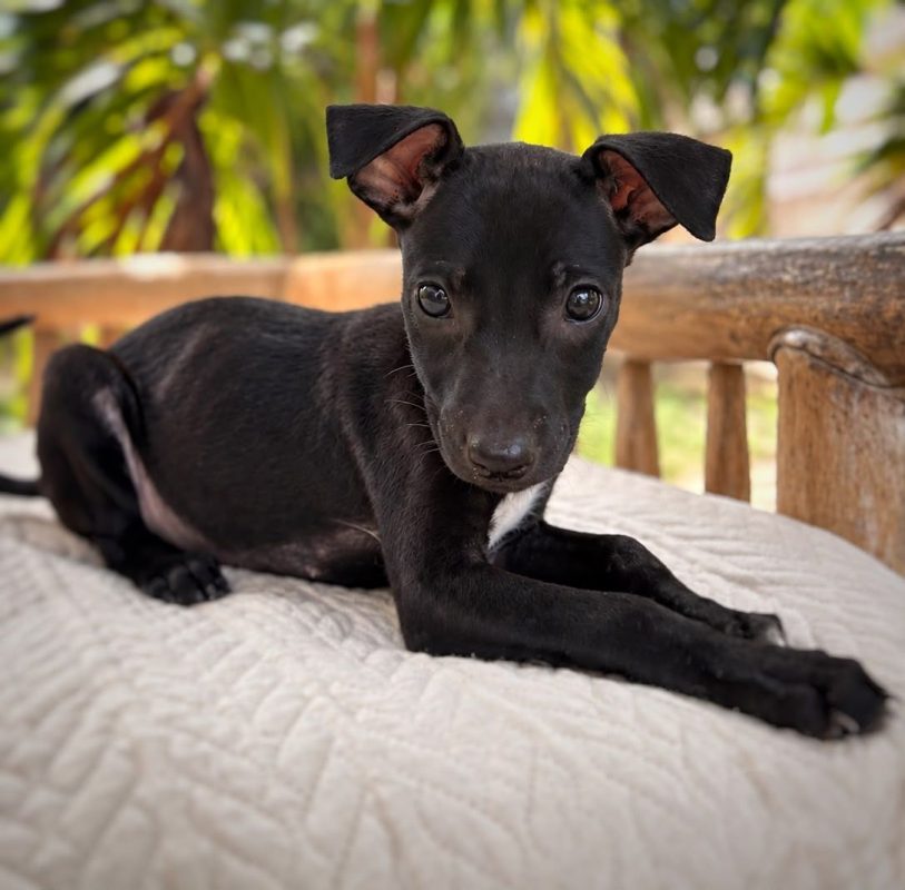 ARYA - Chien à adopter - photo 2