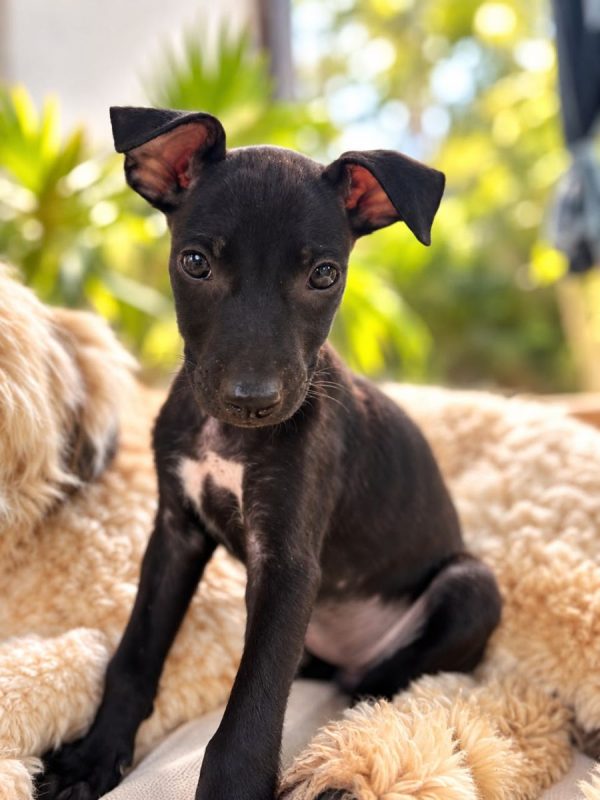 ARYA - Chien à adopter - photo 5