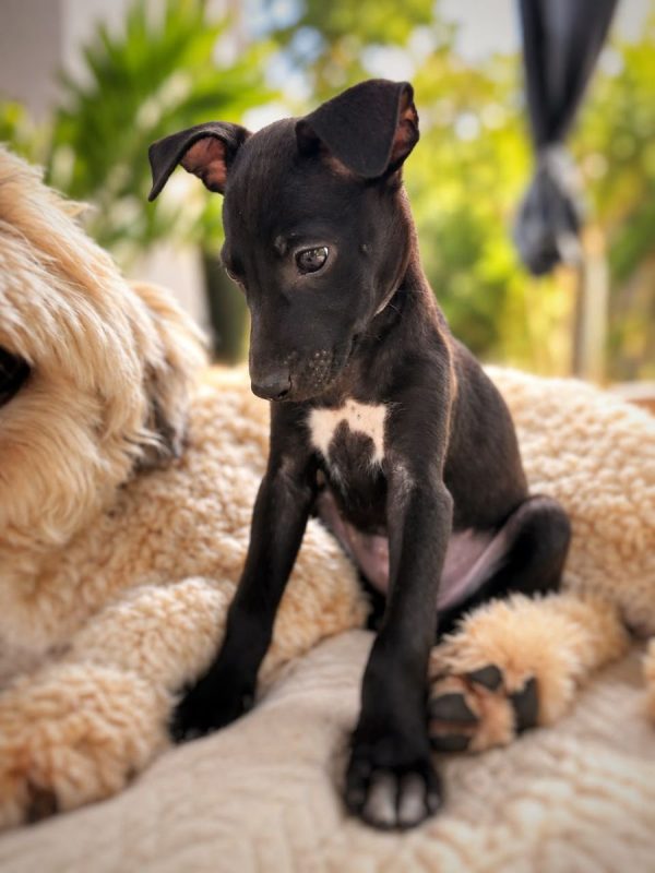 ARYA - Chien à adopter - photo 6
