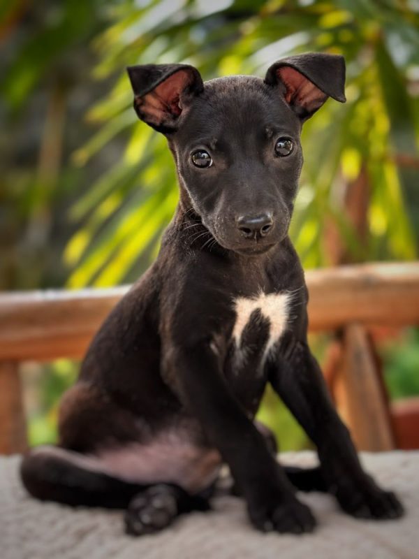 ARYA - Chien à adopter