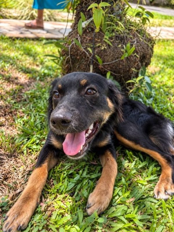 BAÏLA - Chien à adopter - photo 5