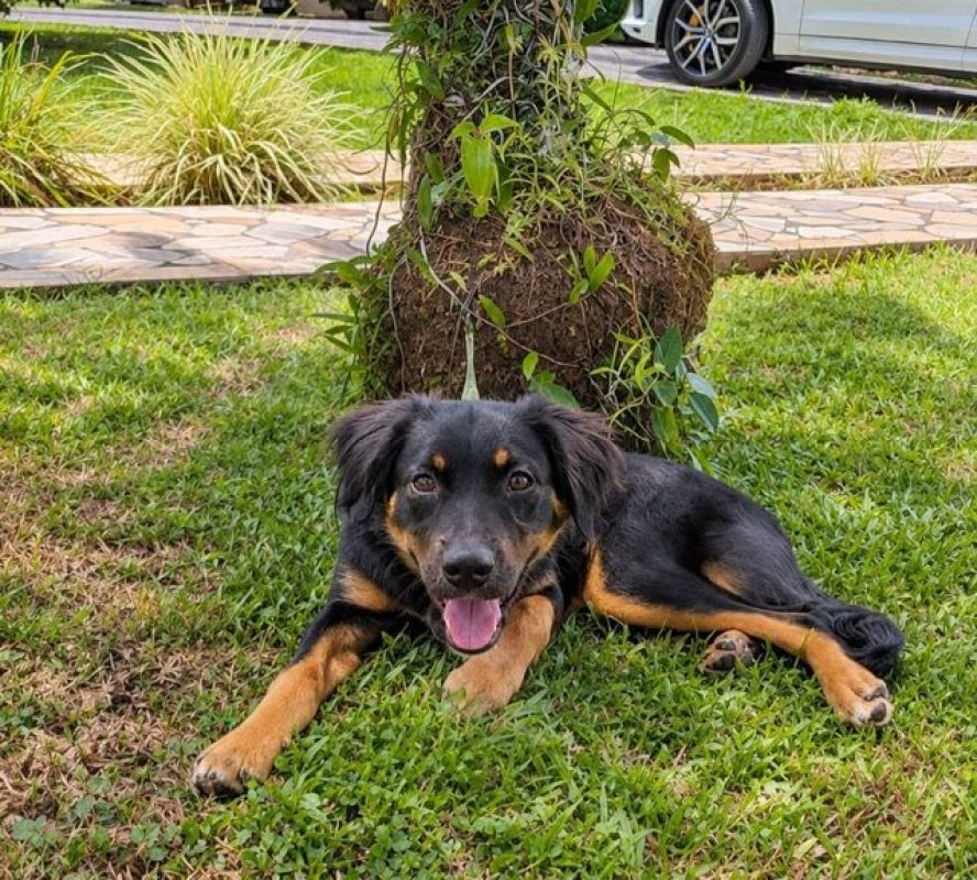 BAÏLA - Chien à adopter