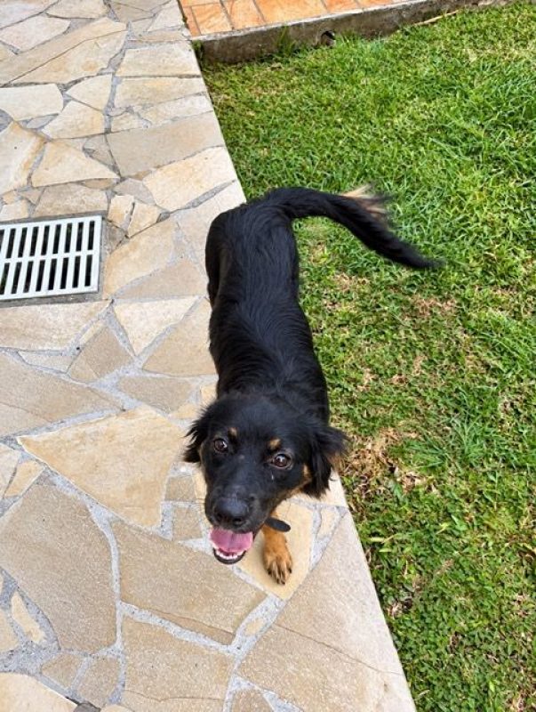 BAÏLA - Chien à adopter - photo 2