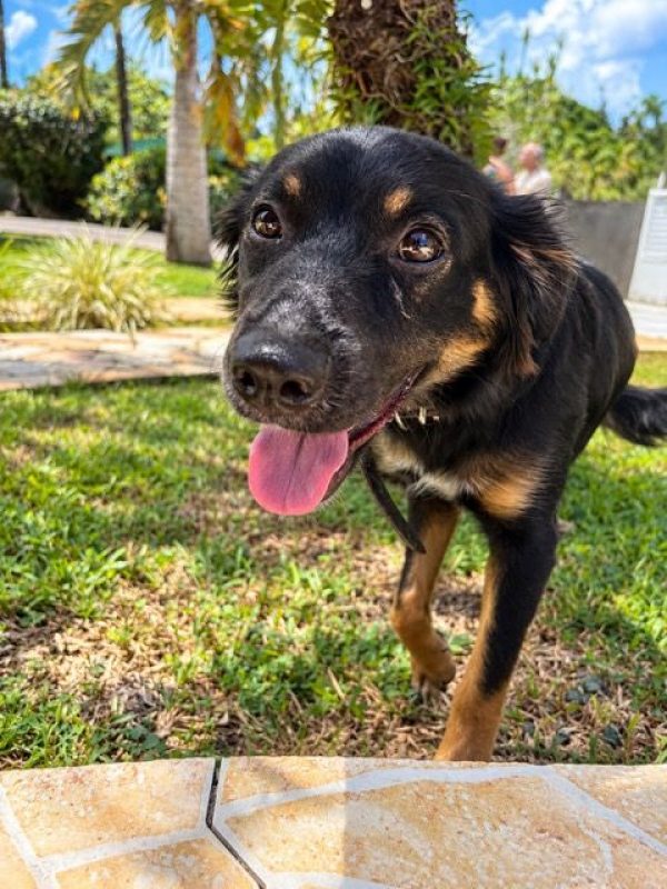 BAÏLA - Chien à adopter - photo 6