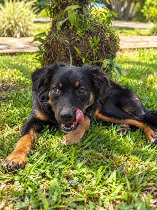 BAÏLA - Chien à adopter - photo 8