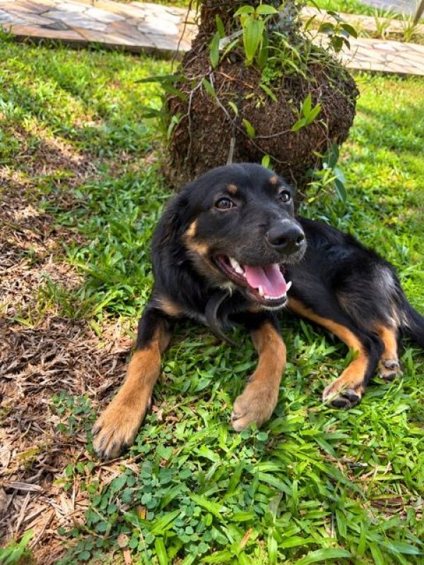 BAÏLA - Chien à adopter - photo 7