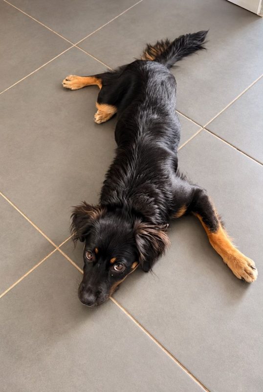 BAÏLA - Chien à adopter - photo 3