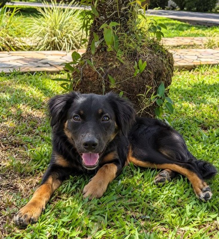 BAÏLA - Chien à adopter - photo 4