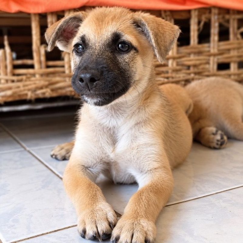 BELL - Chien à adopter - photo 3