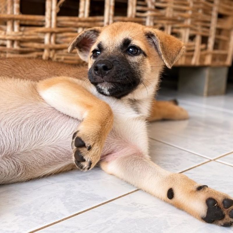 BELL - Chien à adopter - photo 4