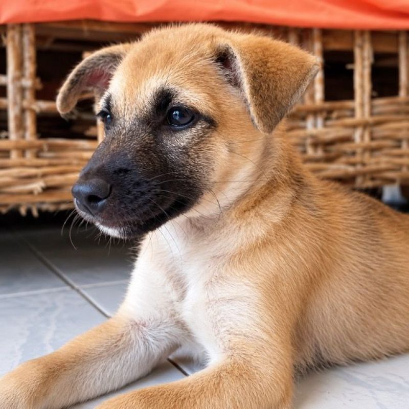 BELL - Chien à adopter - photo 5