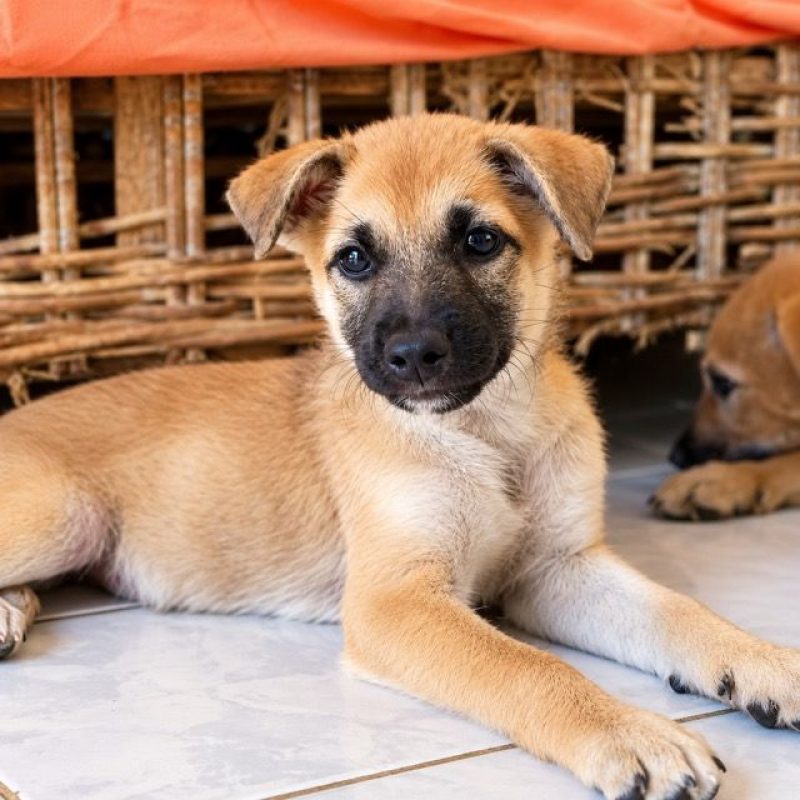 BELL - Chien à adopter - photo 2
