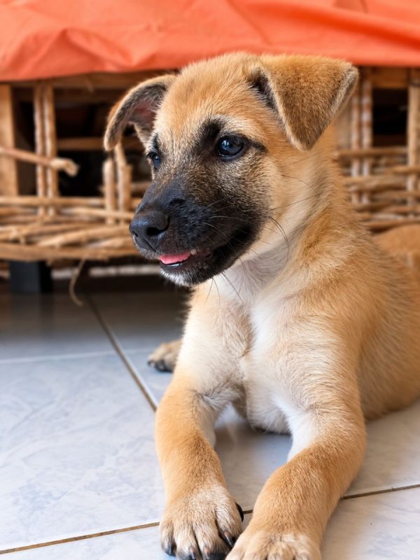 BELL - Chien à adopter - photo 6