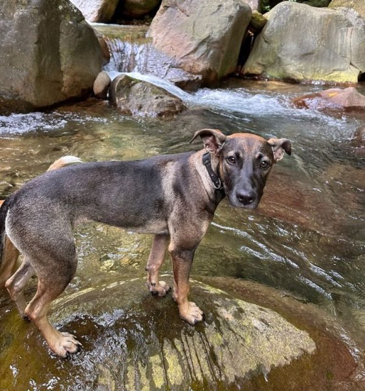 KENETTE - Chien à adopter