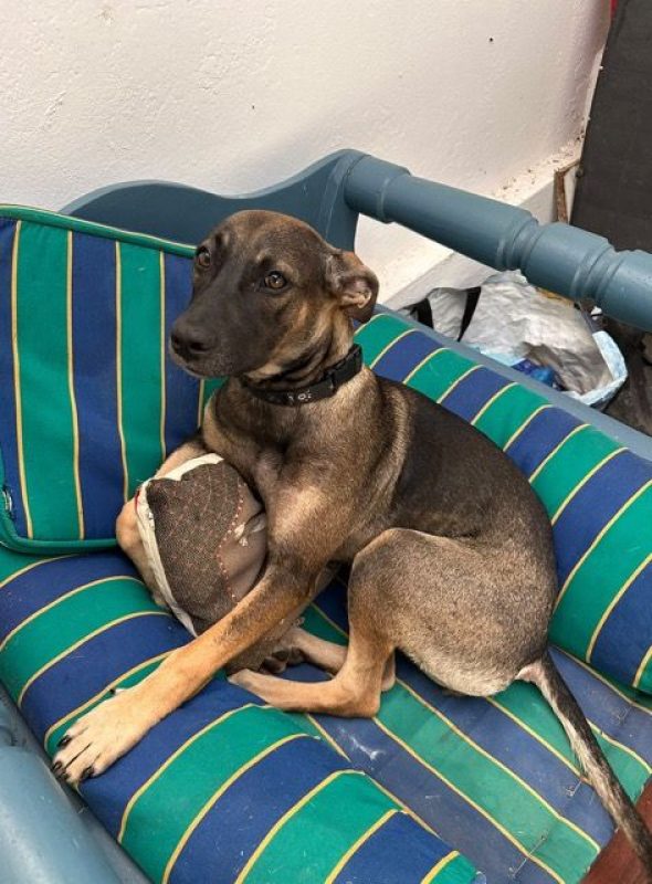 KENETTE - Chien à adopter - photo 2