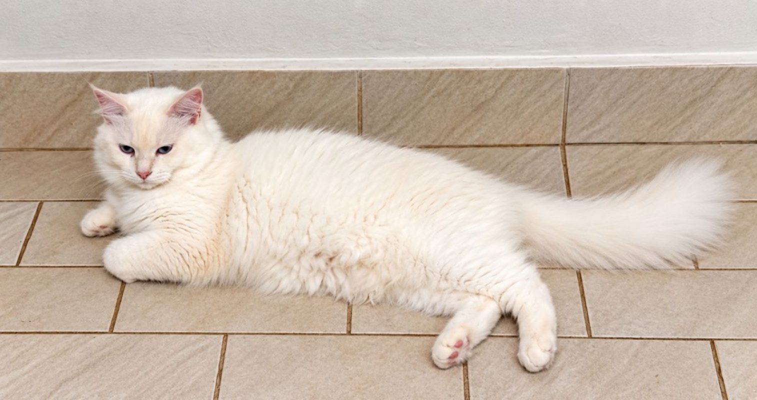 LOLITA - Chat à adopter - photo 3